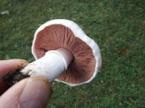 rosé des prés