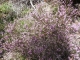 DSCF7099