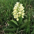1_DSCF2987