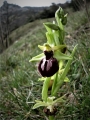 Ophrys de Mars (Ophrys occidentalis)