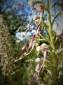 orchis bouc