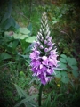 Anacamptis pyramidalis