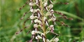 Himantoglossum hircinum (orchis bouc)