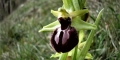 Ophrys de Mars (Ophrys occidentalis)