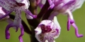 orchis-singe