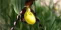 sabot-de-Vénus, Cypripedium calceolus