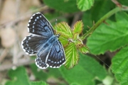 petit bleu