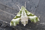 sphinx-de-lepilobe