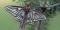Actias-isabellae-lIsabelle.
