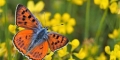 Le-Cuivré-flamboyant-Lycaena-alciphron