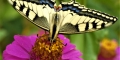 machaon