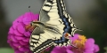 machaon