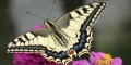 machaon