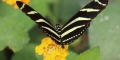 heliconius