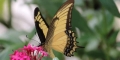 machaon