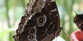 prosterazzi morpho