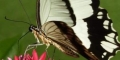 papilio dardanus