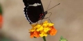 heliconius sara