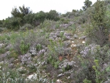 DIGITAL CAMERA