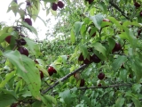 dscf1843